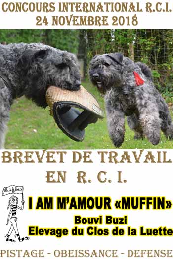 MUFFIN elevage du Clos de la Luette Brevet de RCI COPYRIGHT 2018